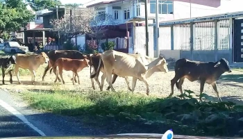 Acalpican de Morelos - Acalpican De Morelos