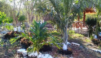 Cenote Kampepen - Tecoh
