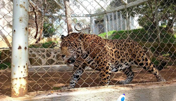 Centro De Conservación De Especies Mexicanas El Ocotal - Timilpan