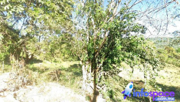 Grupo Miel Mixtepec - San Gabriel Mixtepec