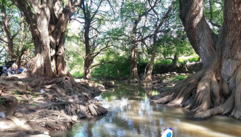 Los Sabinos - Qro