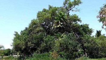Palos Verdes - Palos Verdes