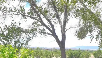 Paraiso aguas termales - Julimes