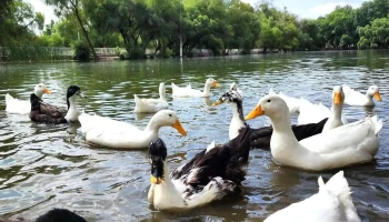 Parque “El lago de Ajuchitlán” - Qro