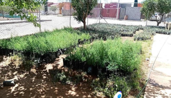 Seech nuevo casas - Nuevo Casas Grandes