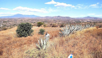 Yogana - Oaxaca