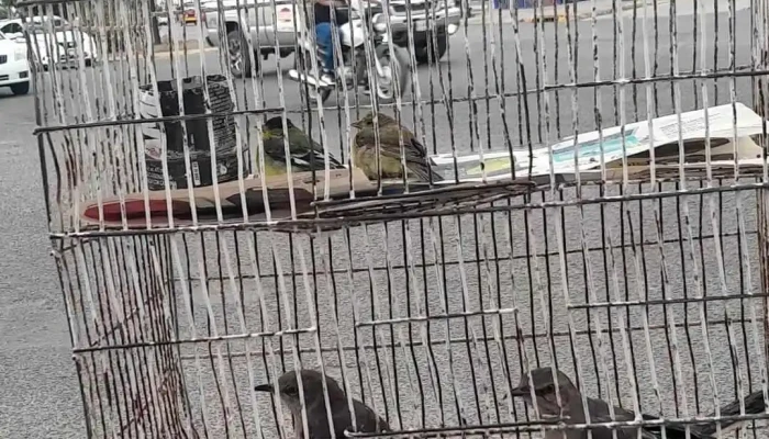 Autobuses Estrella Blanca -  Videos - Guasave