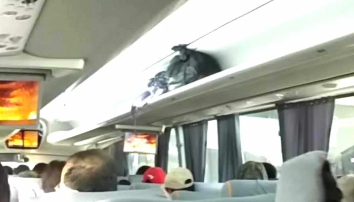 Autotransportes Unidos De Sinaloa -  Donde - Mazatlán