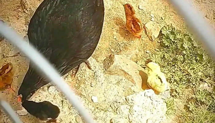 Boquilla De Babisas -  Videos - Boquilla de Babisas