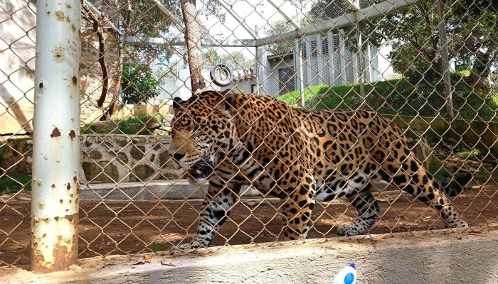 Centro De Conservacion De Especies Mexicanas El Ocotal Descuentos - Timilpan