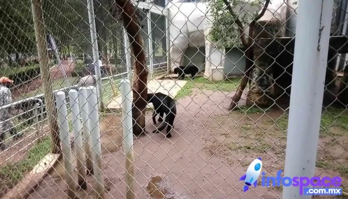 Centro De Conservacion De Especies Mexicanas El Ocotal Videos - Timilpan