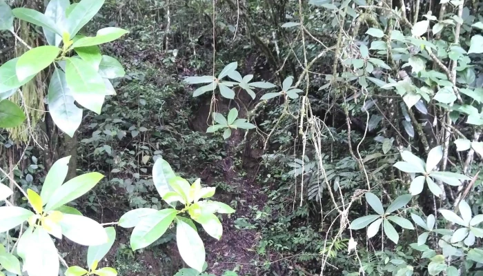 Cerro Armadillo Grande Las Letras Donde - San Juan Bautista Valle Nacional
