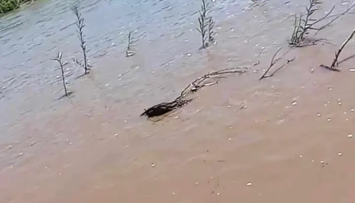 Chinipas De Almada Videos - Chínipas de Almada