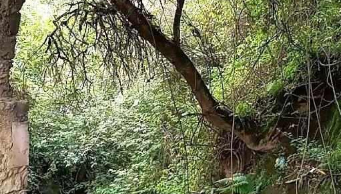 El Molino - El Molino