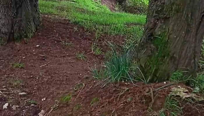 El Molino -  Videos - El Molino