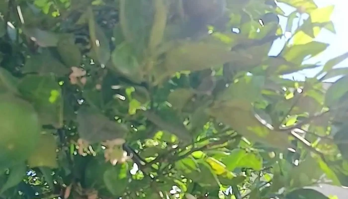 Fraccionamiento Jardines De Yahuiche -  Mas Recientes - Santa María Atzompa