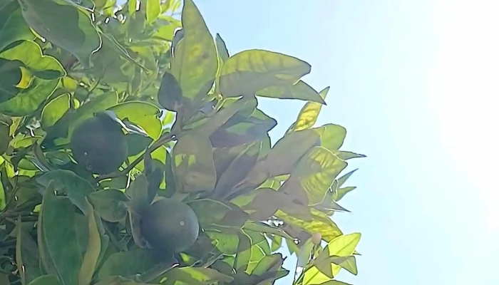 Fraccionamiento Jardines De Yahuiche -  Videos - Santa María Atzompa