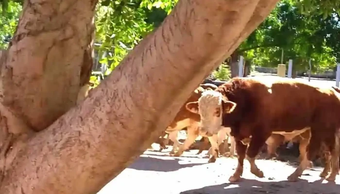 Higuera De Los Vega -  Videos - Higuera de los Vega