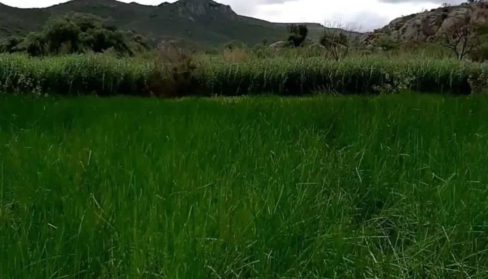 Humedal De Yagul -  Videos - Tlacolula de Matamoros