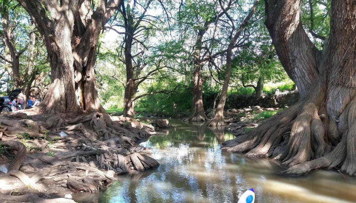 Los Sabinos - Qro