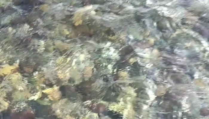 Montenegro Lalana -  Videos - Monte Negro