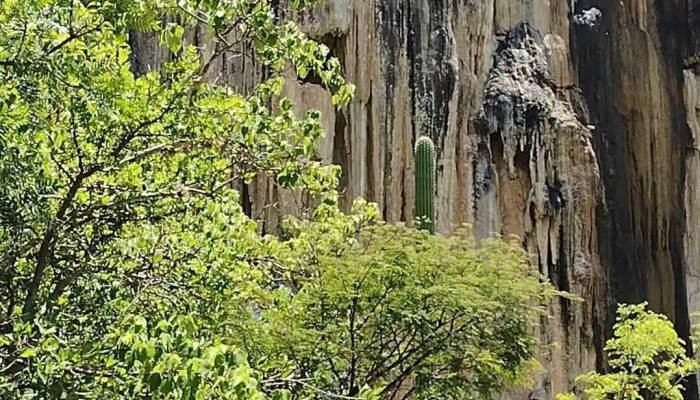 Oaxaca -  Videos - Oaxaca