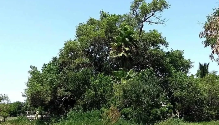 Palos Verdes -  Como Llegar - Palos Verdes