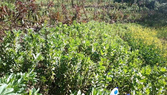 Plataforma De Investigacion San Jeronimo Tecoatl Oax Del Propietario - San Jerónimo Tecóatl