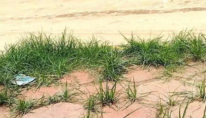 San Agustin De Las Juntas Videos - San Agustín de las Juntas