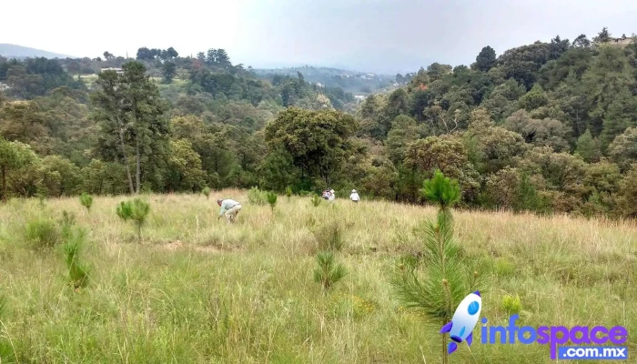 San Agustin Mimbres Sitio Web - San Agustín Mimbres