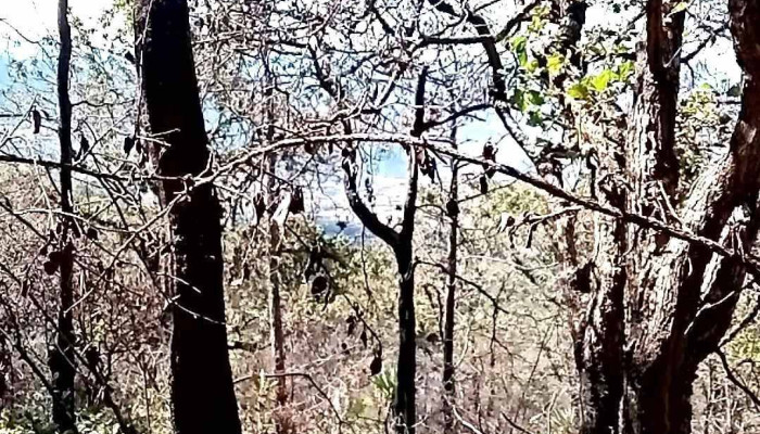 San Cristobal Amatlan Videos - Oaxaca