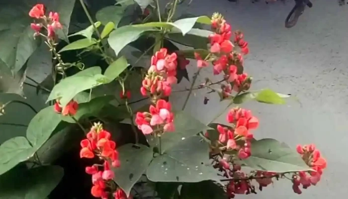 San Juan Tehuixtitlan Videos - San Juan Tehuixtitlán