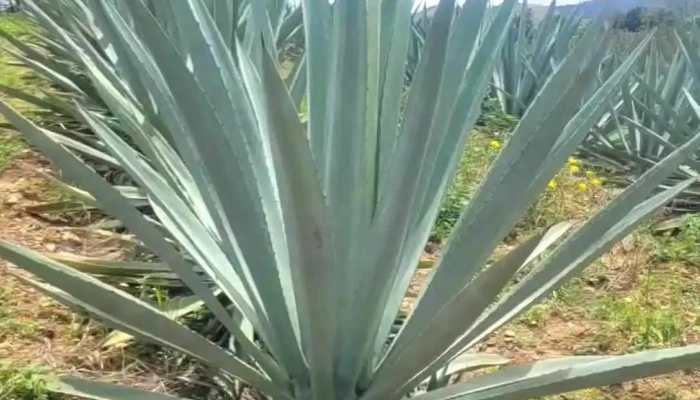 Santa Maria Velato Videos - Coatecas Altas