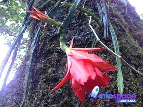 Santiago Textitlan Fotos - Oaxaca