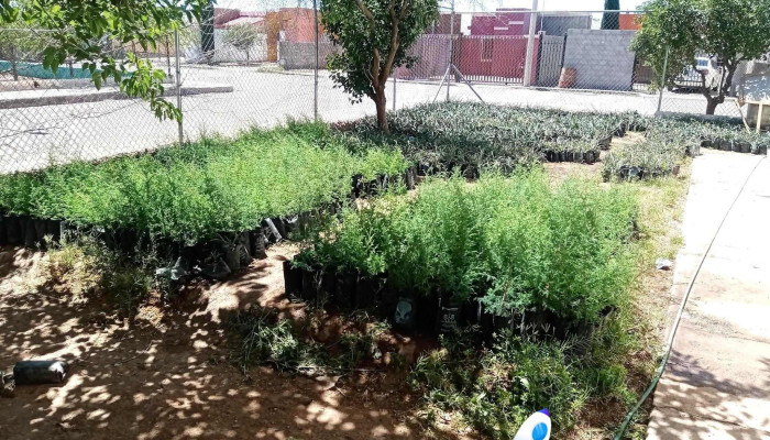 Seech Nuevo Casas -  Catalogo - Nuevo Casas Grandes