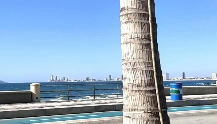Sinaloa -  Videos - Sinaloa