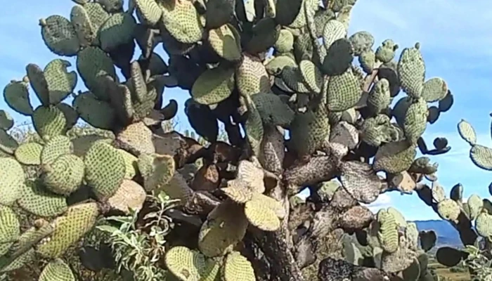 Yagul -  Direccion - Oaxaca