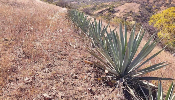 Yogana -  Montana - Oaxaca